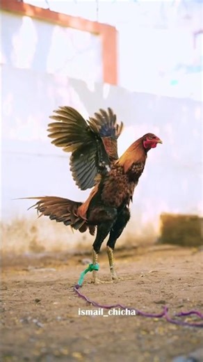 #aseel#murga#java#birds#pets#youtube#shortvideo#viral#pleasesubscribe