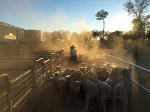 Woman of the Outback