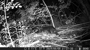 🦫🌲Busy beavers at NEWT's Woodbury Mountain Wilderness Preserve in Vermont Last spring, Wildlands Ecologist Jason Mazurowski watched as beavers returned to an alder swamp on the Preserve. Mazurowski documented with a wildlife camera the way the beavers transformed the landscape. "Within days, a former puddle was a knee-deep pond attracting Wood Ducks and Great Blue Herons; within weeks, the beavers had removed enough alders that I could put in a canoe and paddle around. The chorus of spring pee