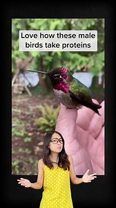 41K views · 3.2K reactions | And TIL that hummingbirds eat insects. #bird #hummingbird #colours #wildlife #scienceteacher #biogirlmj #justkeepthinking #learningisfun | Just Keep Thinking | Facebook