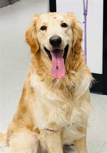 Adorable New Husky Haircut Reveal!