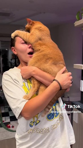 Funny Orange Cat Slapping Videos | Cat Behavior on TikTok