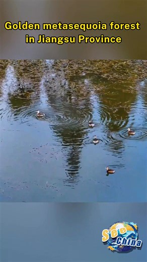 In Taicang, east China's Jiangsu Province, rows of metasequoia trees have turned golden, shining brilliantly under the sunlight. Visitors paddle through the shimmering waterways beneath the forest canopy, enjoying a serene autumn scene. #SeeChina | CCTV
