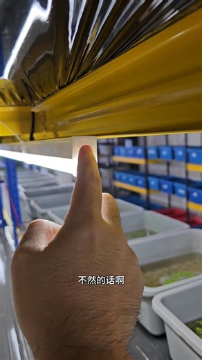 13K views · 138 reactions | Aquarium rack set up T5 LED light  easy  我不是电工 但我可以做出来 我不是电工 基本原理还是能搞明白 亮灯后晚上可以喂鱼了  要鱼可以做挑选了 能照明就好 别东搞西搞 自己搞复杂 到最后买了个～照到前面照不到后面 #鱼缸灯设定 #鱼缸灯拉电 #t5setup #aquariumled | Guppy Jojo | Facebook