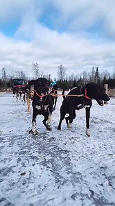 10K views · 299 reactions | Running on ice! Very risky and dangerous...