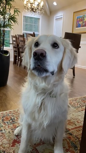 Understanding a Dog's Jaw Chattering Behavior