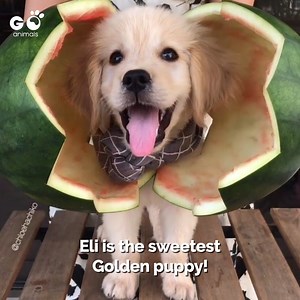 Omg!! The cuteness is too much to handle! 😍💘 Chloé the Pug & Eli the Golden | Furry Tails