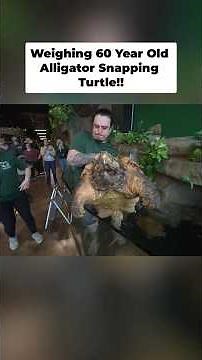 Weighing 60 Year Giant Turtle!! Did He Gain 300lbs?!