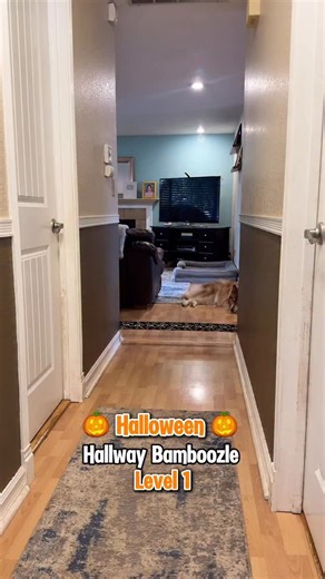 Farken Hallway Bamboozle 💀🎃👻 #dogsofinstagram #husky #bamboozle #funnydogs #dogsofinsta #dogs #spooky #spookyseason #funnypets #halloweendogs #dogchallenge #obstaclecourse | Tikanni Kita Tehya Kaito