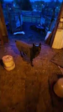 COON In The COOP! #WhittAcres #enjoynaturetoday #homesteadinglife
