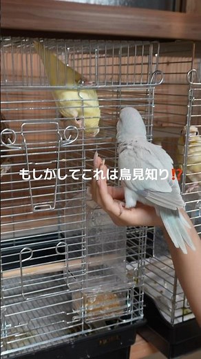 The reaction of the resident parakeets to the new arrival, a fox parakeet, was beyond imagination...