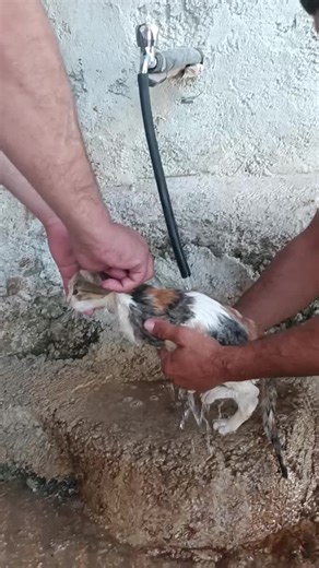 Bathing a Colorful Kitten: Step-by-Step Guide