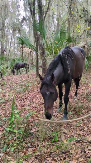 Say hello to Florida's wild horses! #florida #horse #wildlife