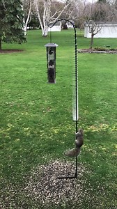 Clever Squirrel Conquers Bird Feeder After Outsmarting The Slinky