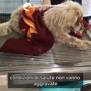 111 reactions · 10 comments | Salvare cani a Yulin, in pieno festival...