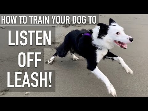 How To Train ANY DOG To Listen OFF LEASH!