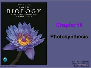 Chapter 10 Photosynthesis