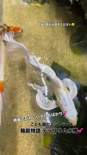 箱庭物語 めだか•睡蓮•アクアリウム on Instagram: "箱庭物語 水槽メンテナンス💕 こども園の特大テラリウム水槽😌 綺麗なヒレナガゴイが守神様のようです。 滝も流れていて 滝の音がまた癒されます😌 子供たちに大人気💕 箱庭物語とは…💕🧐❓ 女性スタッフが中心となって 幼稚園・保育園･保育所 病院・診療所・クリニック 高齢者施設・店舗・オフィスなどの 水槽の設置・管理(メンテナンス作業) などをさせていただいております😊 ⚪︎⚪︎⚪︎⚪︎⚪︎⚪︎⚪︎⚪︎⚪︎⚪︎⚪︎⚪︎⚪︎⚪︎⚪︎🐟⚪︎⚪︎⚪︎ 箱庭物語の事業 ⚫︎水槽メンテナンス ⚫︎めだかの販売 ⚫︎睡蓮•ハス販売 ⚫︎ＢeＢe バルーンショップ ⚫︎ドライフラワーショップ ⚫︎溶接女子 大阪府貝塚東山2-3-2 MAIL： hakoniwa@gaia.eonet.ne.jp お問い合わせは ★Instagram ★ホームページからお願いします http://hakoniwa-aqua.com