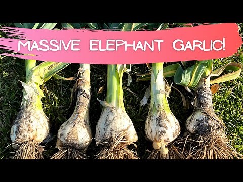 The Biggest Garlic We've Ever Grown! -- *ELEPHANT GARLIC*