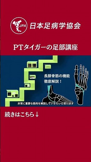 長腓骨筋の機能を徹底解説！