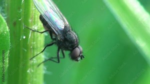 Family Sciomyzidae belongs to typical flies (Brachycera) of order Diptera