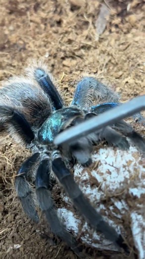 알집 뺏기 #shorts #tarantula #aphonopelma