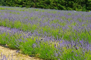 Lawenda jak z Prowansji! Sekrety hodowców – jak pielęgnować lawendę, by rosła bujnie i kwitła co roku? 21.07.2025