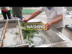 Moringa Powder Making Machine, Moringa Powder Manufacturing Process