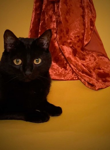 27K views · 1.4K reactions | FIRST LOOK  at the Hocus Pocus Binx Loungefly.com exclusive plush mini backpack - coming soon!  | Loungefly | Facebook