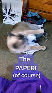 18 reactions | ⭐⭐⭐⭐⭐ Grade A,  catnip-filled toy in every subscription. Start your subscription today! No long commitments. Cancel Anytime. Thank you @baconisalovelanguage for sharing your unboxing!  Comment below with a video of your cats playing with their favorite KitNipBox toys! : Madonna | KitNipBox | Facebook