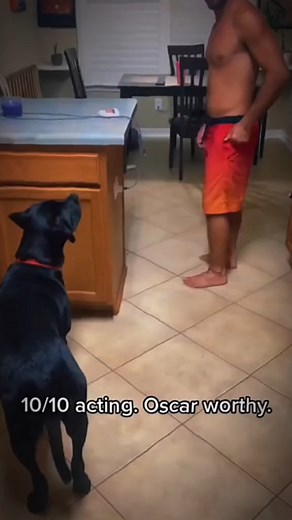 9.3K views · 530 reactions | 10/100  #dogsoftiktok #dog | Animal Story | Facebook