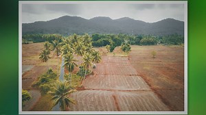 Unveiling the Ancient Origins of Palm Trees - You Wont Believe Where They Started