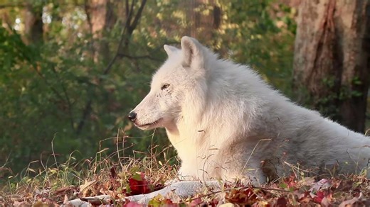 Atka’s legacy continues to inspire compassion and understanding for wolves everywhere. 🐺 As one of the WCC’s most beloved ambassadors, Atka helped thousands of people see wolves in a new light, not as symbols of fear, but as vital and intelligent animals. | Wolf Conservation Center
