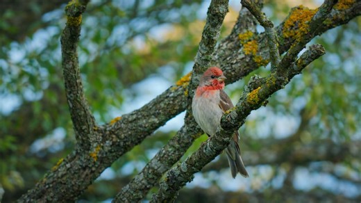 Colorful songbird among the forest canopy