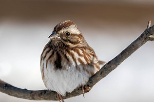 ▷ Gorrión » Características, Alimentación, Hábitat, Reproducción, Depredadores