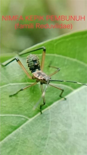 EXPLORE NIMFA KEPIK PEMBUNUH (famili Reduviidae) #explore #insects #shorts #nature #serangga #kepik