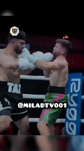 Taz BoXer My biG Fun