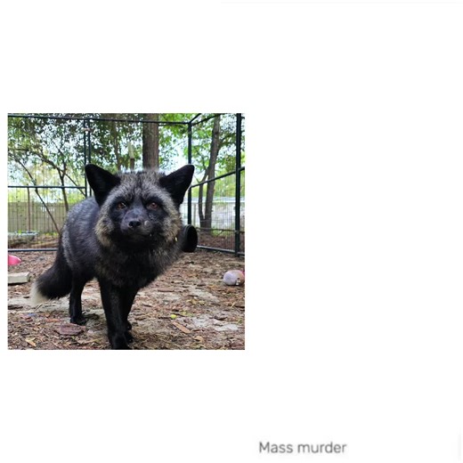 Exploring the Rocky Files: Unredacted Rescue of Silver Foxes