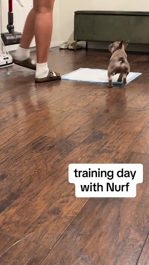 303K views · 10K reactions | Training Nurf 101  #foryou #foryoupage #frenchie #frenchbulldog #reel #viral | Nurf | Facebook