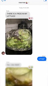 Frog in My Lettuce: A Modern-Day Tragedy