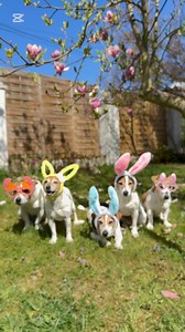121K views · 2.3K reactions | Happy Easter from your favorite Easter bunnies and one big chicken   #dogslife #dogs #cutedogs #easter | Gymrussells | Facebook