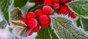 Tricks to Germinating Winterberry Seeds | DoItYourself.com