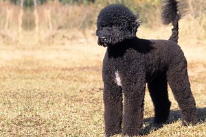 Portuguese Water Dog Puppies for Sale | Pawrade.com
