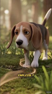 Most Popular Hunting Dogs Worldwide 🐕🌍