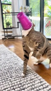 23K views · 1.6K reactions | round of applause for the cup staying on key #catsofinstagram #funnycatsofinstagram #funnycat #cat #catlover | The Loki Show | Facebook