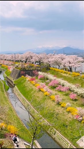 103K views · 3.5K reactions | 仙台一目千本櫻  #日本春季 #日本街景 | 帶你看日本 Let's Go Japan | Facebook