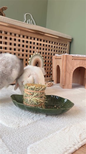 Forage Friday 🐰🌼 Marigold Mini Bale | Bunny Care | Rabbits