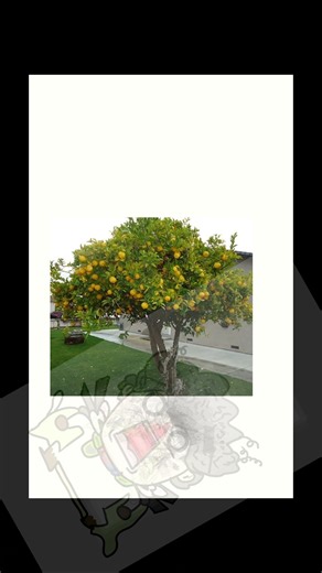 시우너 레몬트리커버 #레몬트리 허락받음