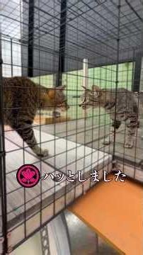 猫の子ども会