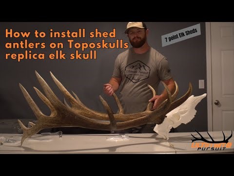 How to install elk shed antlers on reproduction skull from Toposkulls.